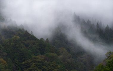Fototapeta na wymiar 霧が湧く雨上がりの山
