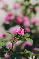 The hardy Hurdalsrosa Rose in a garden up to the Totenåsen Hills, Norway.