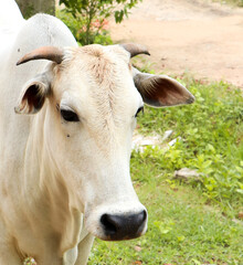 portrait of a white, innocent cow with small horns and wide ears