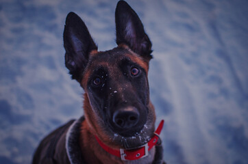Malinois dog portrait in the snow