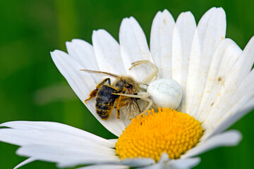 Veränderliche Krabbenspinne (Misumena vatia) mit erbeuteter Wildbiene  // goldenrod crab spider with wild bee as prey  - obrazy, fototapety, plakaty