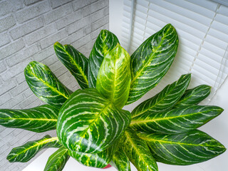 Aglaonema Kay lime is an evergreen plant