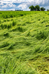 Calamité agricole, intempéries, dégats cultures. Champ de lin en fleur versé suite à orages et grêle