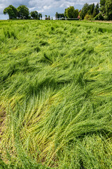 Calamité agricole, intempéries, dégats cultures. Champ de lin en fleur versé suite à orages et grêle