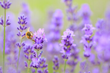 bee on lavender flower