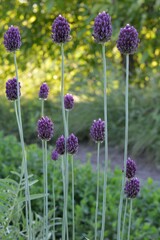 Visit to the garden. View of blooming opinion flowers.