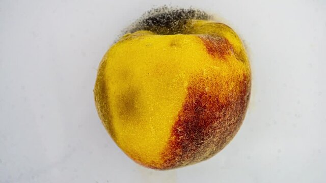 Time lapse of peach rotting on a white background, the process of decomposition and decay, shooting period 14 days