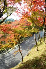 the beautiful Momiji autumn colorful maple background at Kiyomizu-Dera temple and Kyoto, Japan,...