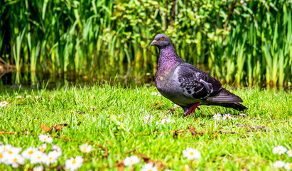 pigeon on the grass