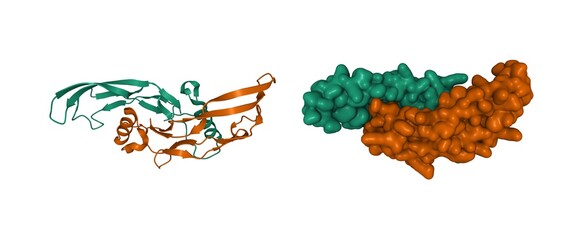 Structure of bone morphogenetic protein 3 homodimer, 3D cartoon and Gaussian surface model, white...