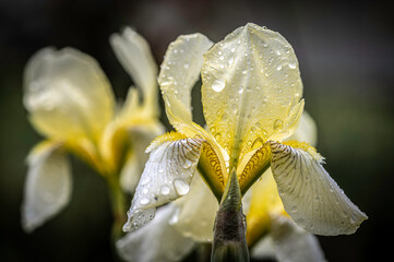 Schwertlilie, iris