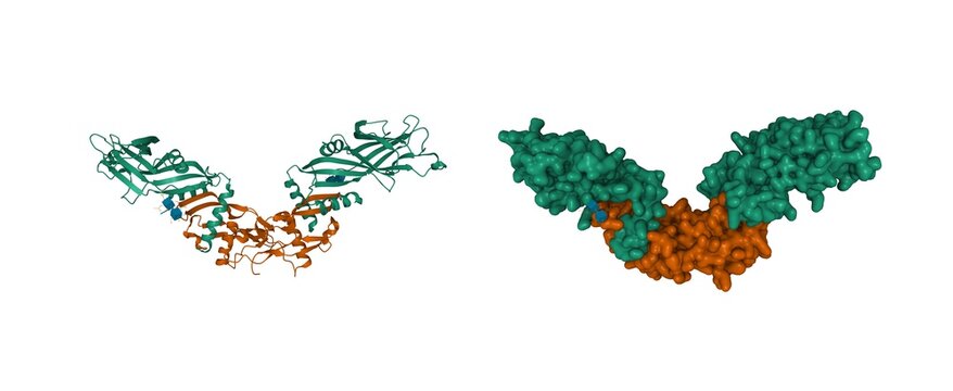Srtucture of pro-bone morphogenetic protein 9 tetramer: Bone Morphogenetic Protein 9 Growth Factor Domain (green) and Bone Morphogenetic Protein 9 Prodomain (brown) shown, 3D model, white background