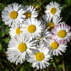 Gänseblümchen