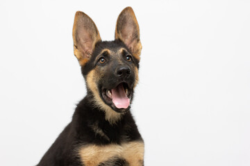 A beautiful muzzle is the German shepherd puppy , isolated on a white background. Fluffy dog close-up of brown and black color