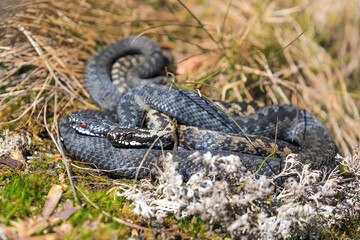 Viper