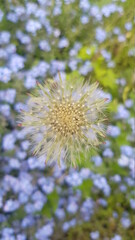 Closeup Of Dandelion Clock (Taraxacum) On The Colorful Blurred Meadow Backgroung. Growing seedhead. Maturing Dandelion.