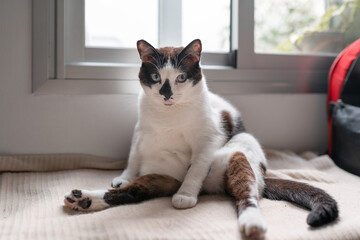 fat black and white cat with blue eyes sitting on the sofa with a funny posture, looks at the camera