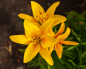 close up of a yellow lily with red spots