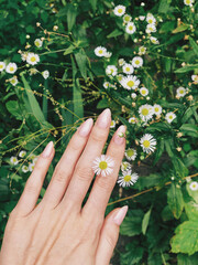 Female hand with manicure on a background of small white daisies