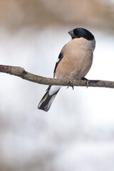 Eurasian bullfinch