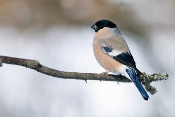 Eurasian bullfinch