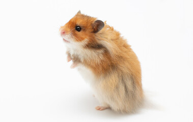 Hamster on a white background