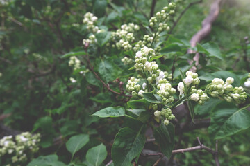 Fototapeta premium Brunch of blossoming White lilac. Copy space for text. Leaves and white lilac on the green background with selective focus on flowers wallpaper