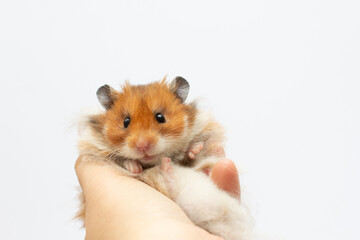Hamster relaxing in hand isolated on white
