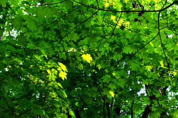 Fresh bright green leaves of trees on the green backgrounds, sunny day