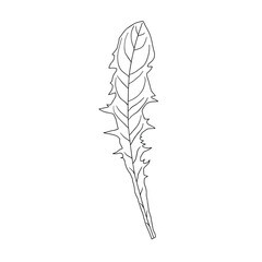 A sketch of a dandelion leaf. Vector element for the design.