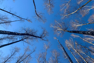 Trees without leaves