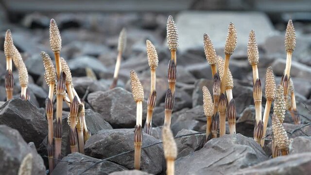 Equisetum arvense, the field horsetail or common horsetail, is an herbaceous perennial plant in the Equisetopsida, native throughout the arctic and temperate regions of the northern hemisphere