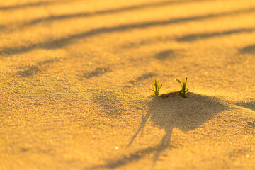 Little sprouts in sand