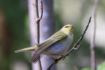 Wood Warbler