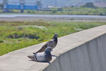 ハトの日向ごっこ
