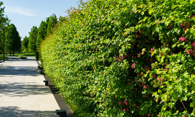 City park Krasnodar. Hedge of pink Hawthorn flowers around French garden. Public landscape 'Galitsky park' for relaxation in sunny spring day