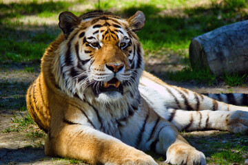 The Siberian tiger,Panthera tigris altaica is the biggest jungle cat in the world. Animal with...