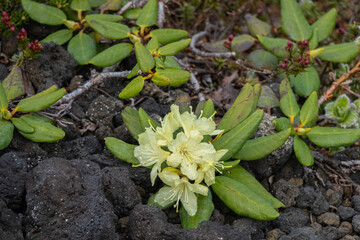 Yellow rhododendron flowers. Summer floral concept with natural green leaves background. Closeup of bunch of flowers. Rhododendron bush in full bloom. Flowers on tk he lava field. Wild plants of