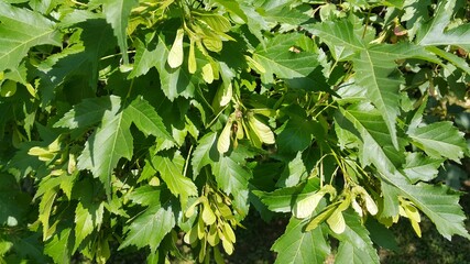 maple seeds
