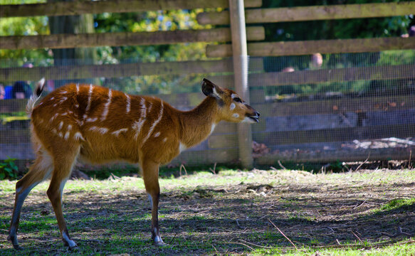 Forest sitatunga (Tragelaphus spekii gratus), also known as the forest marshbuck walking on a grassy field with it's tongue out. Wildlife animal.