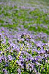 Purple Flowers of the lacy phacelia, Phacelia tanacetifolia
