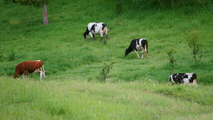 Fototapeta premium Cows grazing on a meadow on a sunny day. Horizontal image of dairy cattle in the grassland. European pasture with farm cattle eating grass.