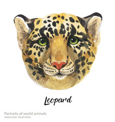 Watercolor face of animal. Realistic hand painted watercolor illustration isolated on white background. Leopard