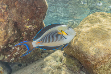 Fish swim in the Red Sea, colorful fish, Eilat Israel
