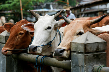 Cattle,cows ( sapi ) in animal markets to prepare sacrifices on Eid al-Adha.	