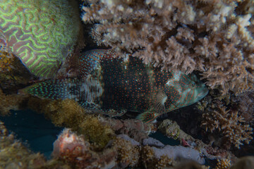 Coral reef and water plants in the Red Sea, Eilat Israel
