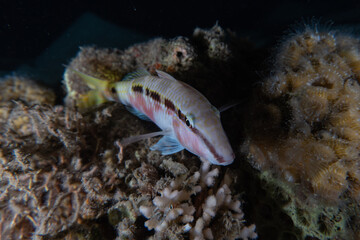 Fish swim in the Red Sea, colorful fish, Eilat Israel
