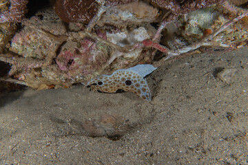 Fish swim in the Red Sea, colorful fish, Eilat Israel
