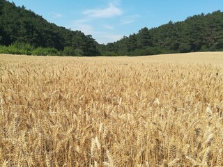 field of wheat