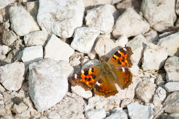 Orange colored butterfly